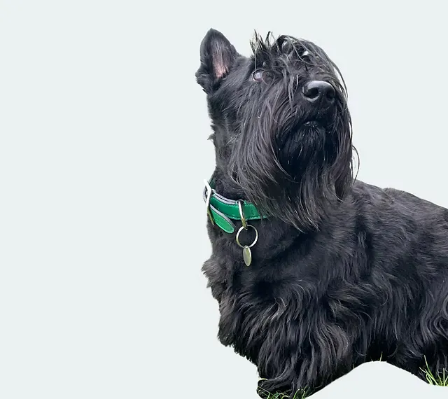 Collier pour chien porté, maroquinerie Atelier Idéal