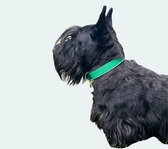 Collier pour chien porté, maroquinerie Atelier Idéal