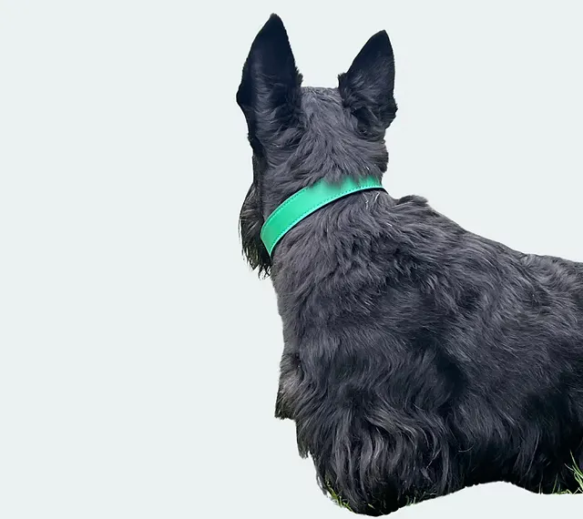 Collier pour chien porté, maroquinerie Atelier Idéal